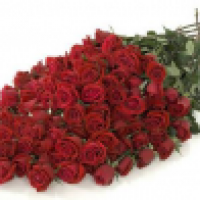 Toronto Rose Delivery - www.torontorosedelivery.com