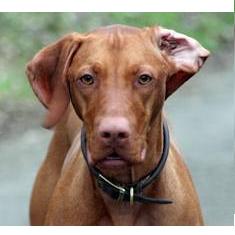 Chulak Hungarian Vizslas