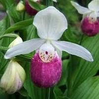 Cypripedium Reginae - Queen’s Lady’s Slipper