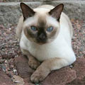 Tonkinese