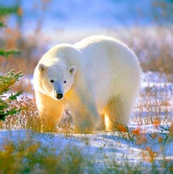 Canada Polar Bears - www.canadapolarbears.com