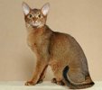 Abyssinian