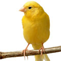 Canary