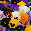 Winter Pansy Plants