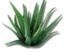 Aloe Vera Plant