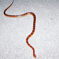 Corn Snake