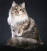 Norwegian Forest Cat