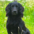 Sprocker Spaniel