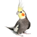 Cockatiel