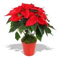 Poinsettia Plants