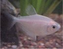 Black Skirt Tetras