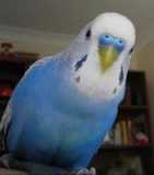 Budgie