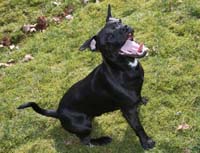 Patterdale Terrier