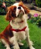 Cavalier King Charles Spaniel