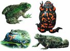 Fire-bellied Toad