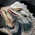 Bearded Dragons