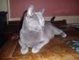 Russian Blue