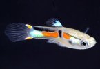 Endlers Livebearer Fish