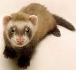 Ferret