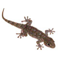 Gecko