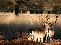 Richmond Park