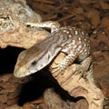 Bosc Monitor Lizard